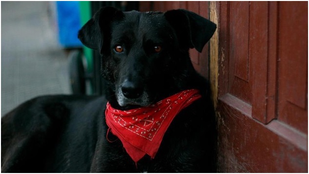 'Matapaco', el perro revolucionario que no se pierde una protesta en Chile
