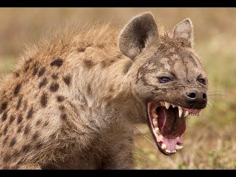 Hay una peligrosa manada de hienas sueltas en Europa